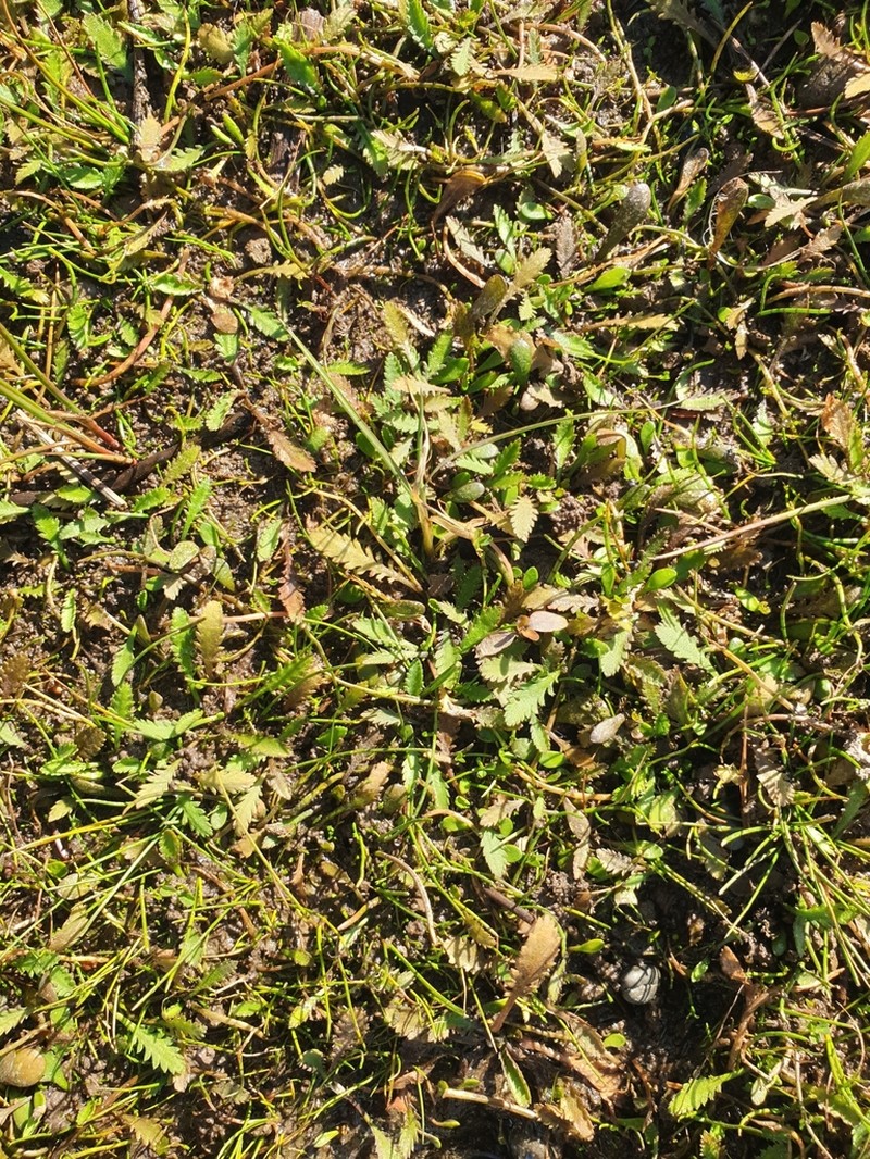 Leptinella dioica photo 6