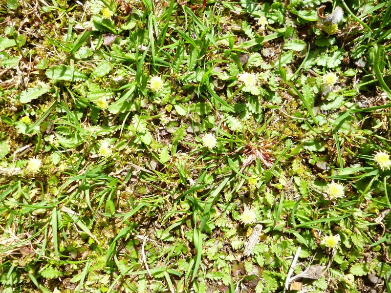 Leptinella dioica photo 7