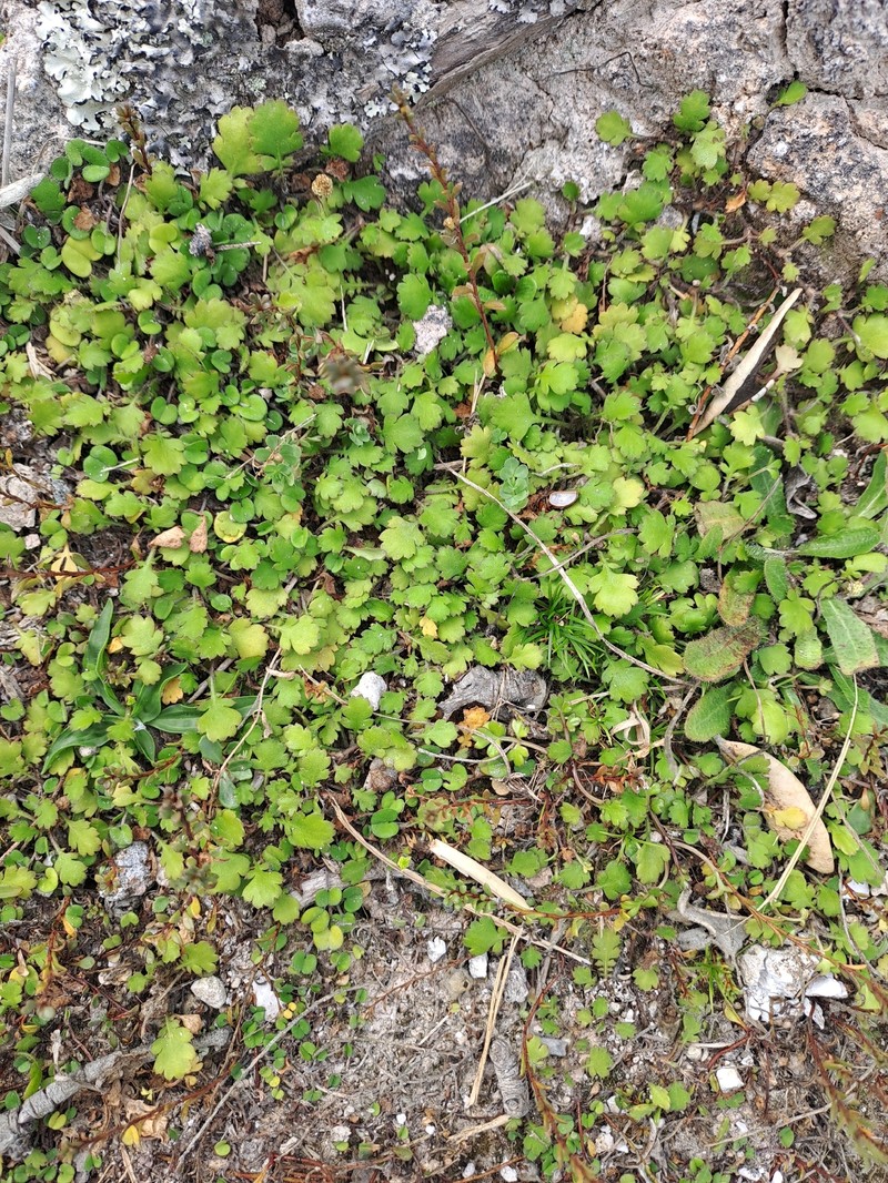 Leptinella dioica subsp. dioica