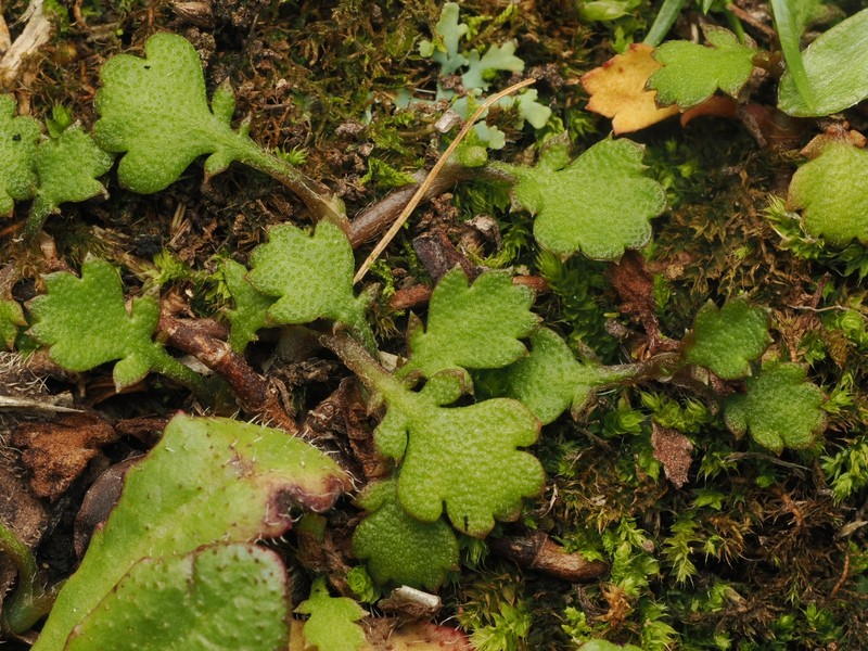 Leptinella dioica subsp. dioica photo 2