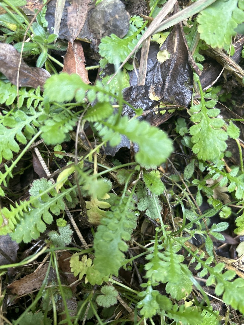 Leptinella dioica subsp. dioica photo 3