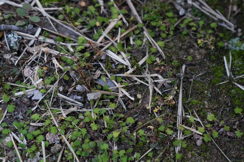 Leptinella dioica subsp. dioica photo 4