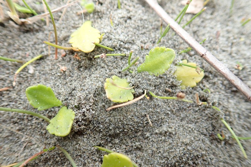 Leptinella dioica subsp. monoica