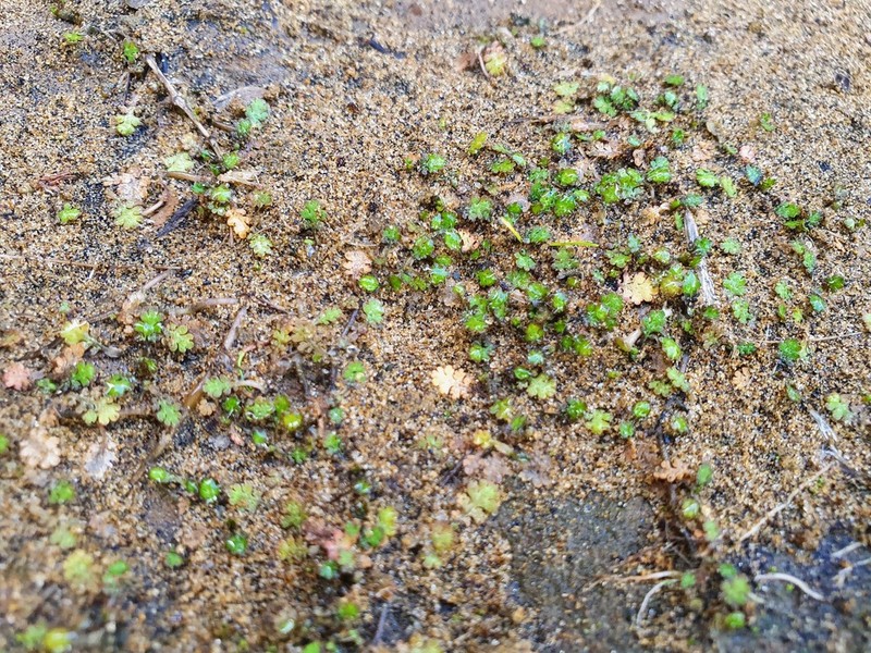 Leptinella dispersa