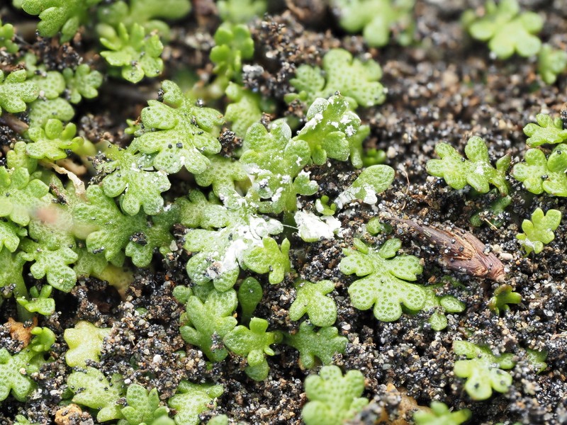 Leptinella dispersa photo 2