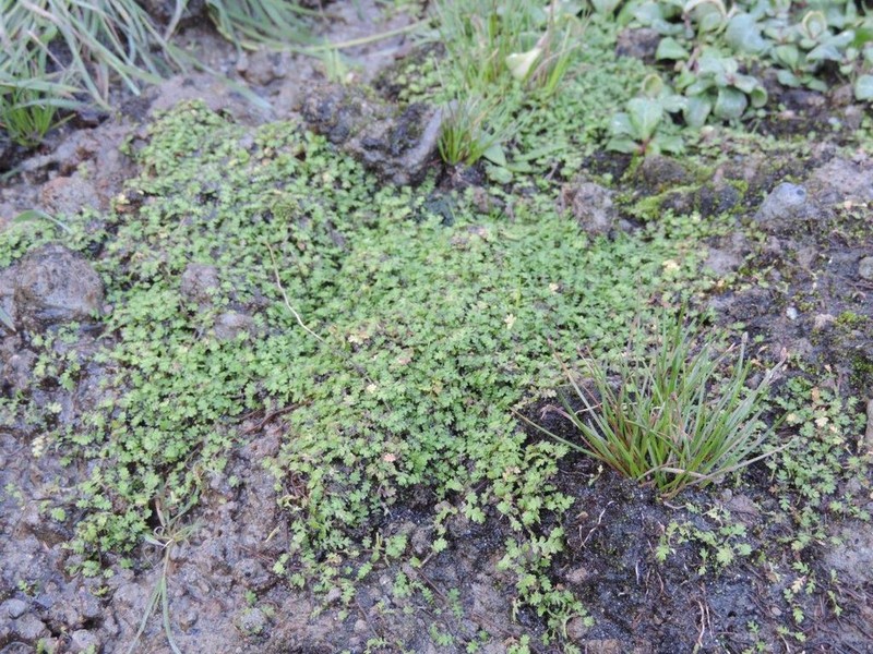 Leptinella dispersa photo 3