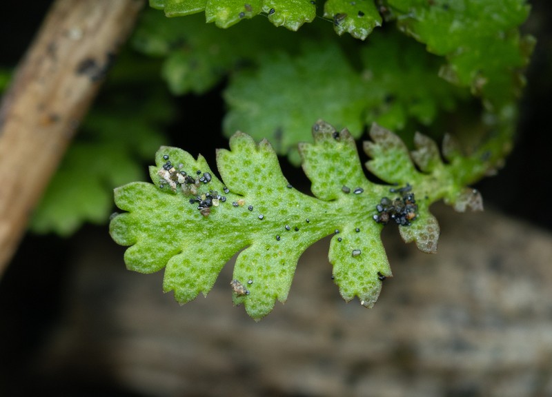 Leptinella dispersa photo 4