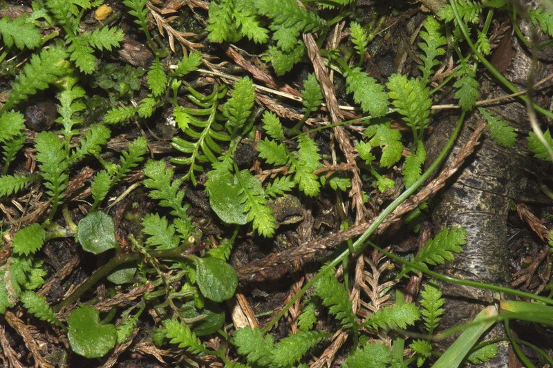 Leptinella dispersa photo 5