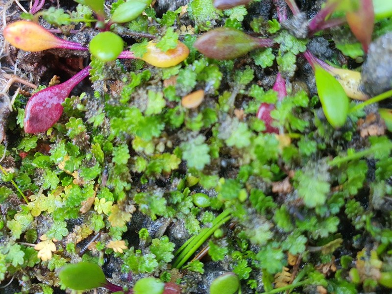 Leptinella dispersa photo 6