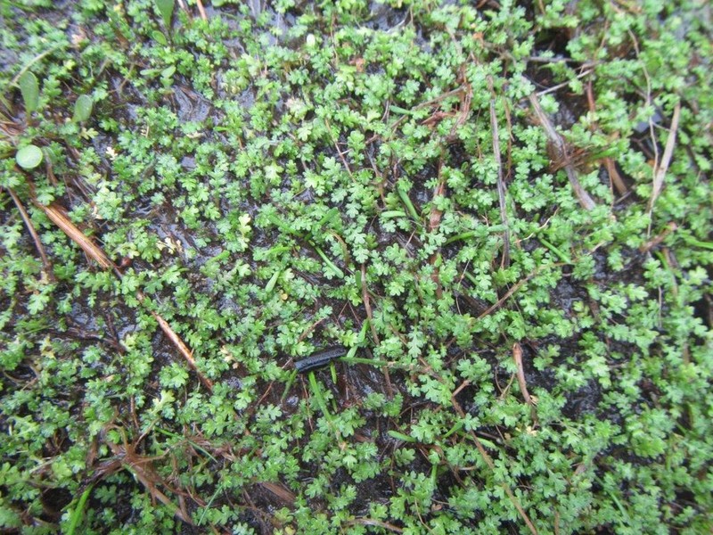 Leptinella dispersa photo 7