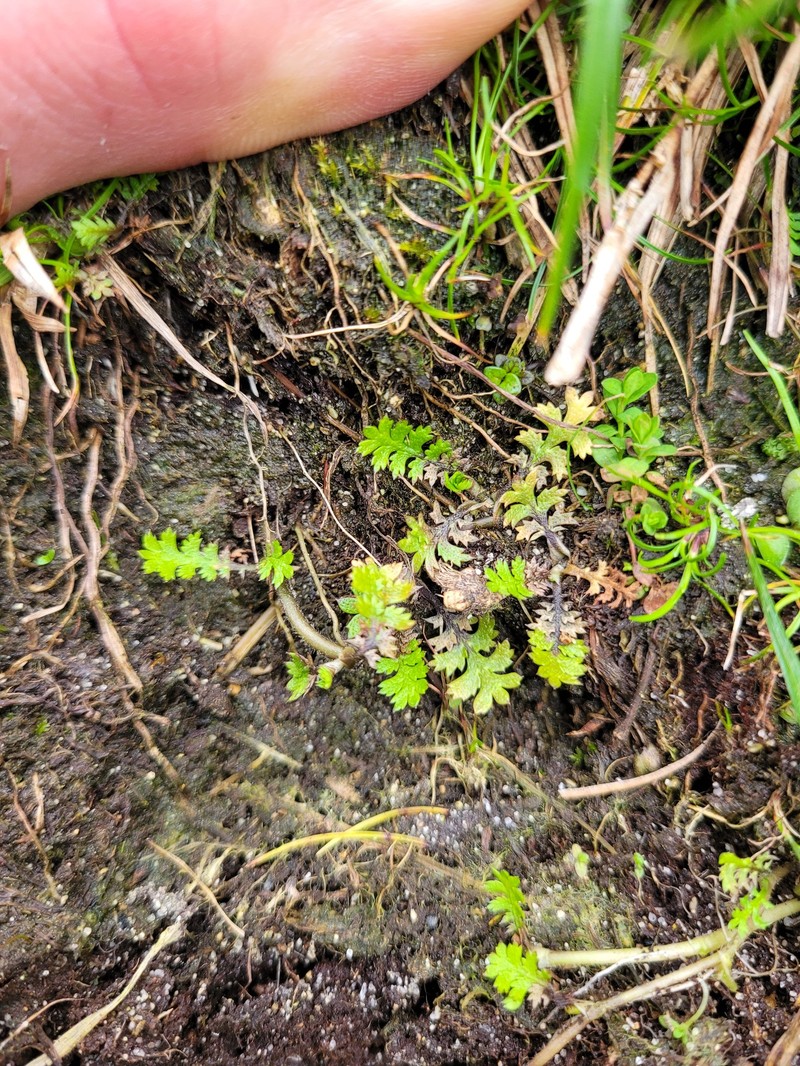Leptinella dispersa subsp. dispersa