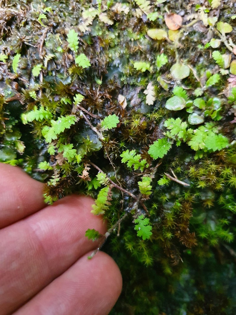 Leptinella dispersa subsp. dispersa photo 2