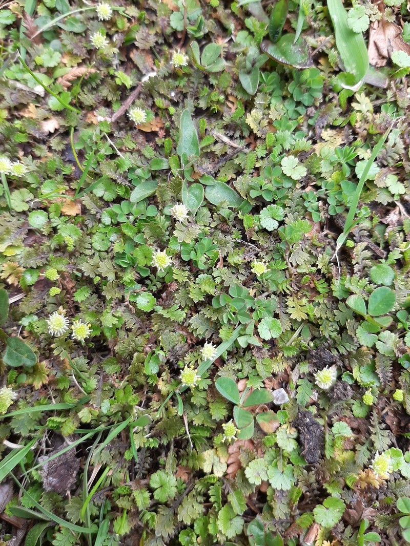 Leptinella dispersa subsp. dispersa photo 3