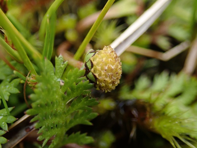 Leptinella dispersa subsp. dispersa photo 4