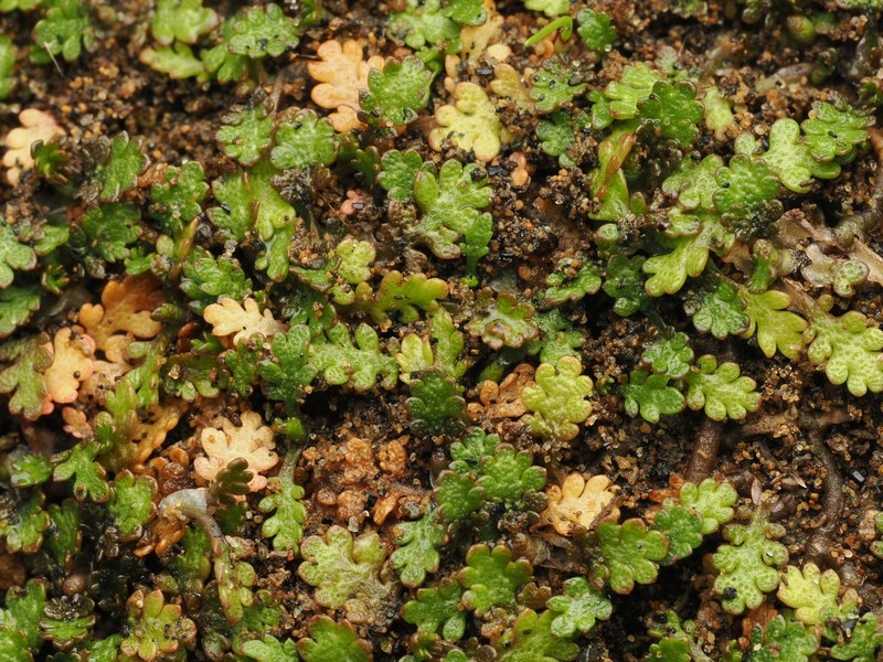 Leptinella dispersa subsp. rupestris