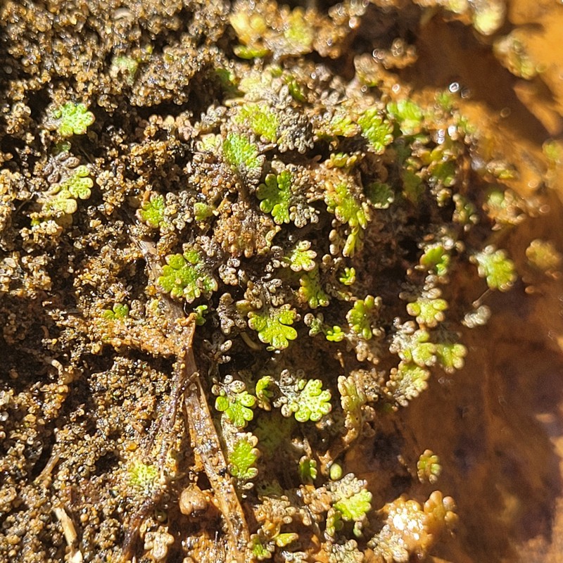 Leptinella dispersa subsp. rupestris photo 2