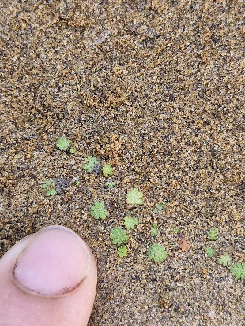 Leptinella dispersa subsp. rupestris photo 3