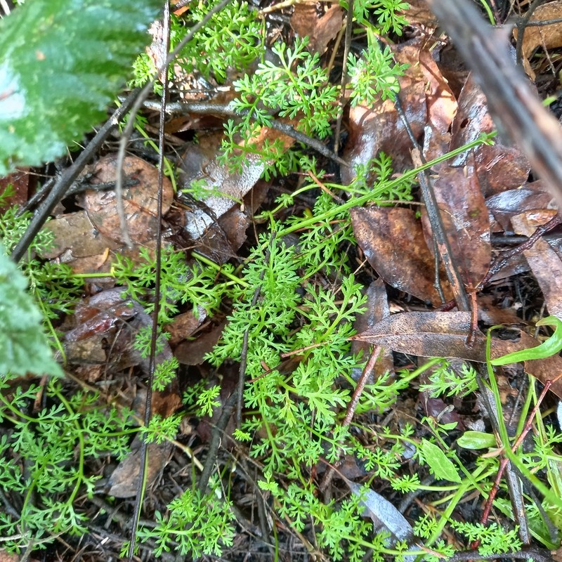 Leptinella drummondii photo 2