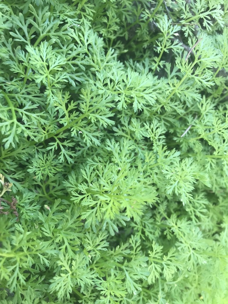 Leptinella drummondii photo 3