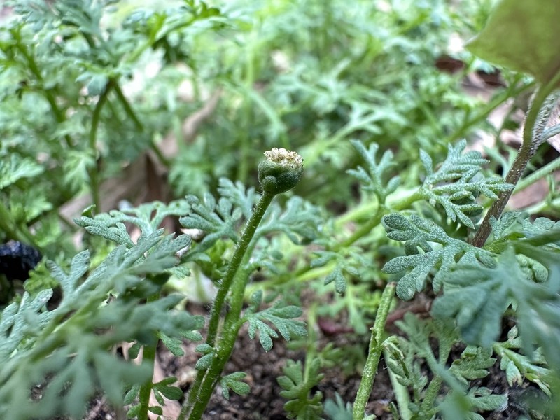 Leptinella drummondii photo 4