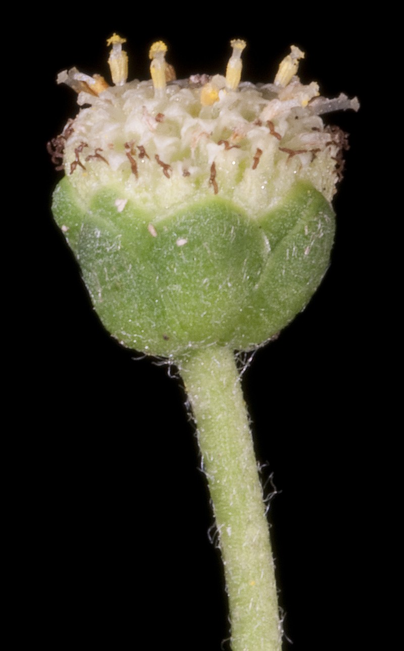 Leptinella drummondii photo 5