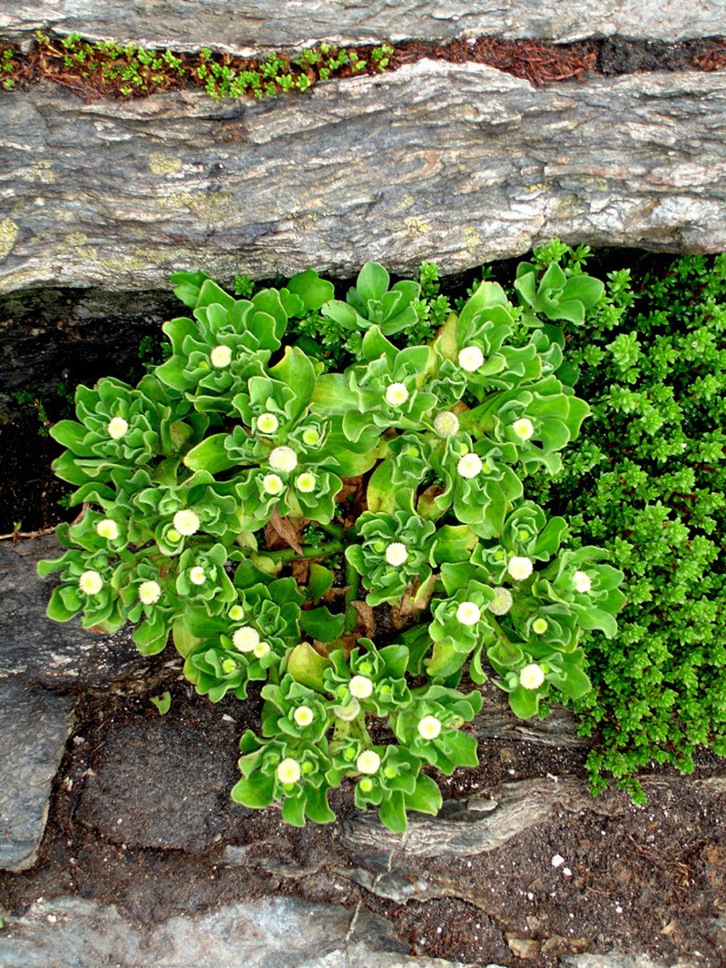 Leptinella featherstonii