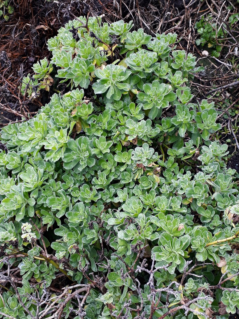 Leptinella featherstonii photo 8