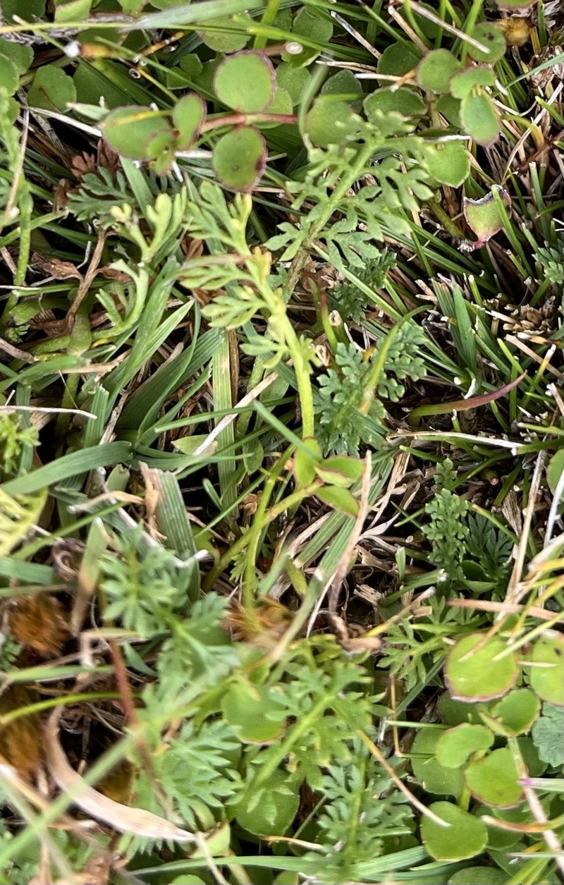 Leptinella filicula