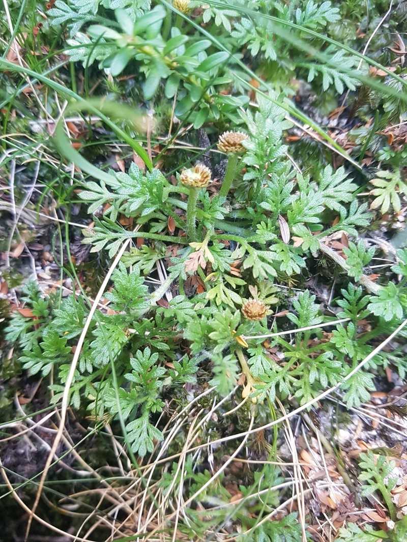 Leptinella filicula photo 2
