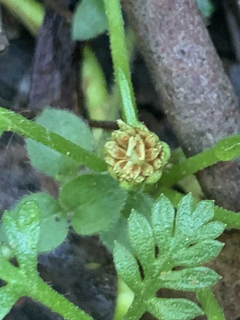 Leptinella filicula photo 3