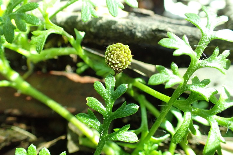 Leptinella filicula photo 4