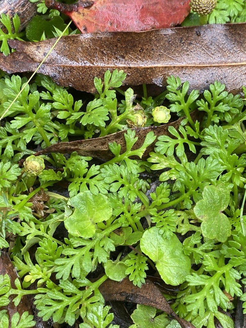 Leptinella filicula photo 5