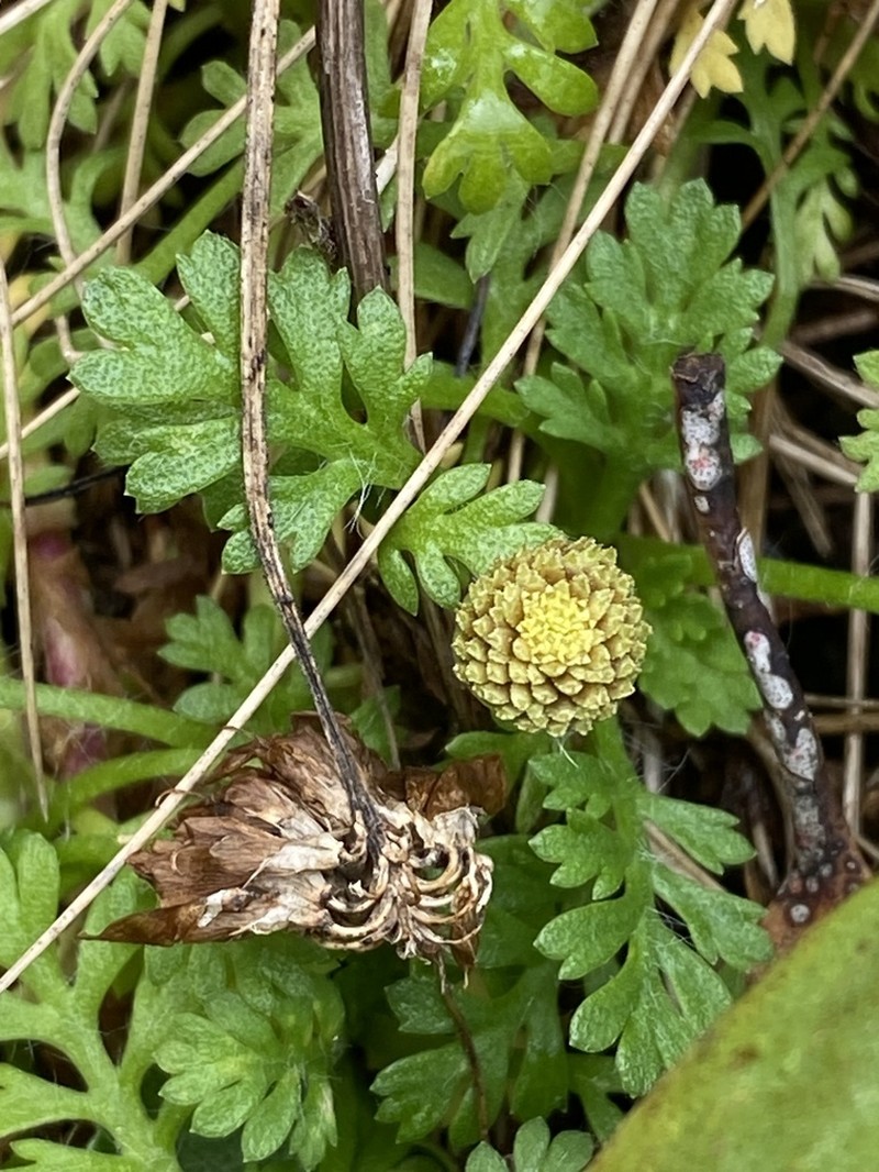Leptinella filicula photo 6