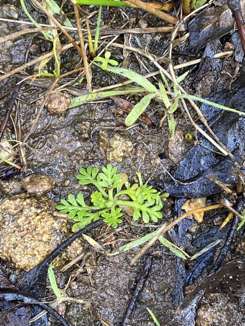 Leptinella filicula photo 8