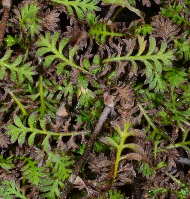 Leptinella filiformis