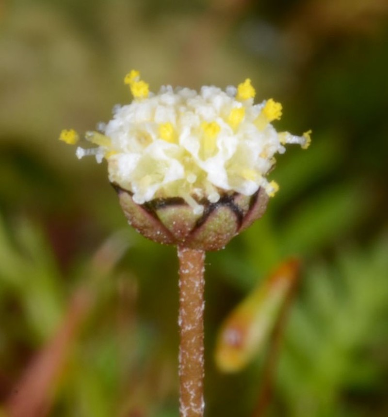 Leptinella filiformis photo 2