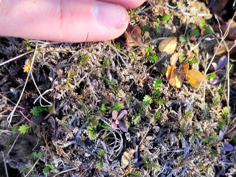 Leptinella filiformis photo 3