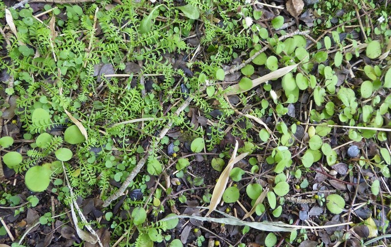 Leptinella filiformis photo 4