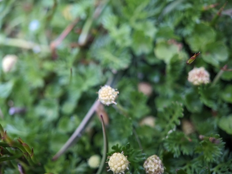 Leptinella filiformis photo 5