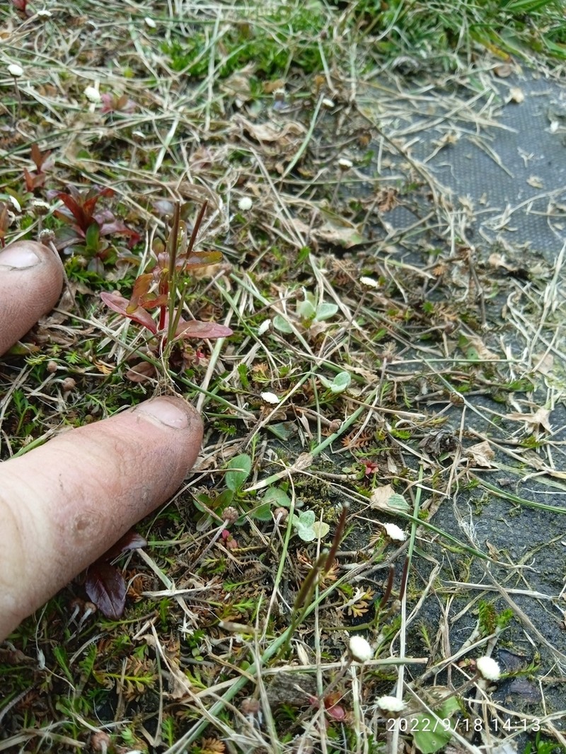 Leptinella filiformis photo 6