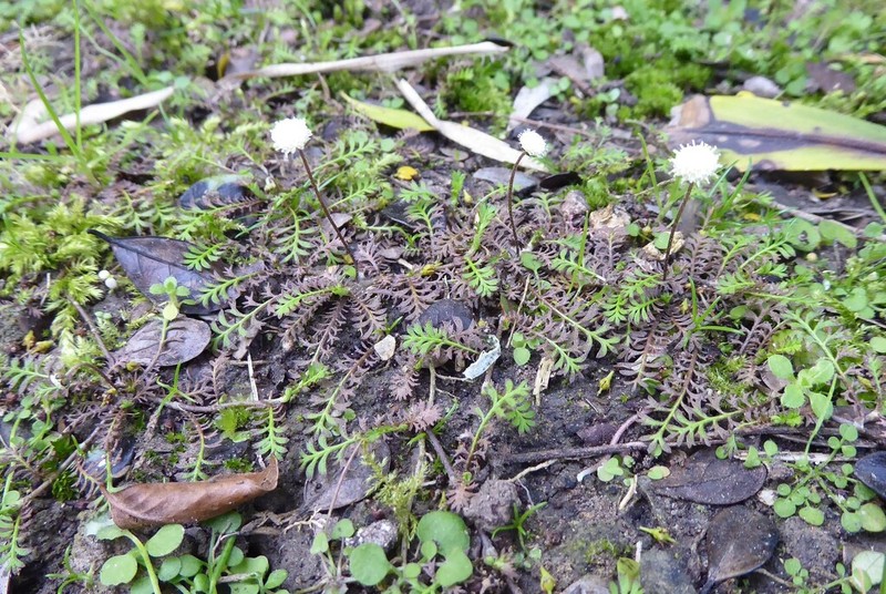 Leptinella filiformis photo 7