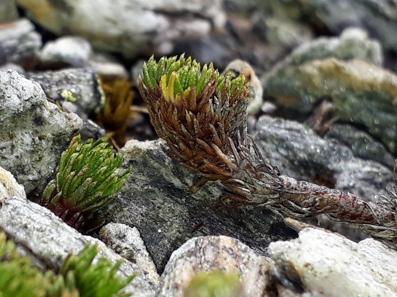 Leptinella goyenii