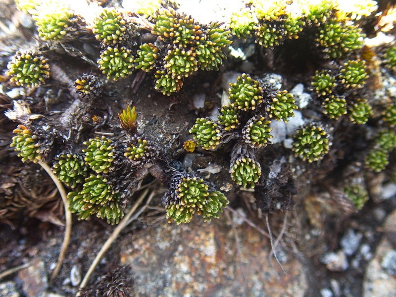 Leptinella goyenii photo 2