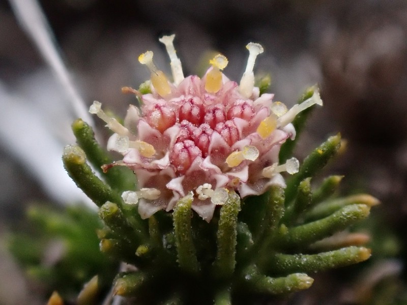 Leptinella goyenii photo 3
