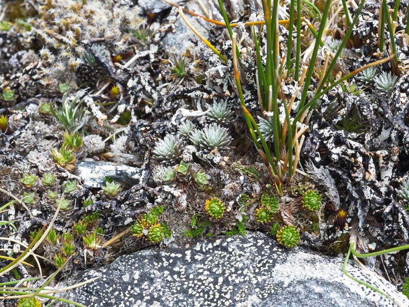 Leptinella goyenii photo 4