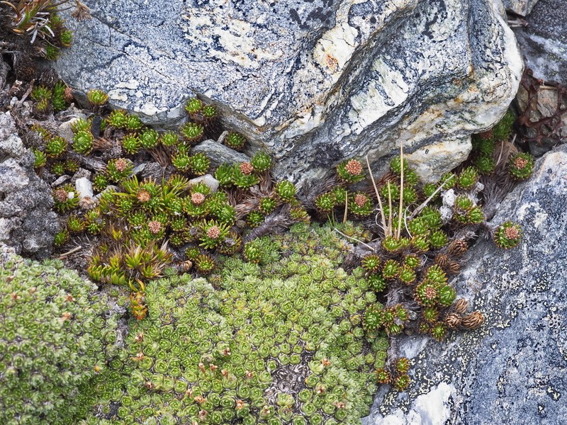 Leptinella goyenii photo 5