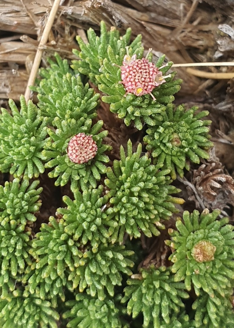 Leptinella goyenii photo 6