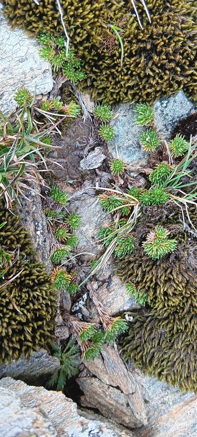 Leptinella goyenii photo 7