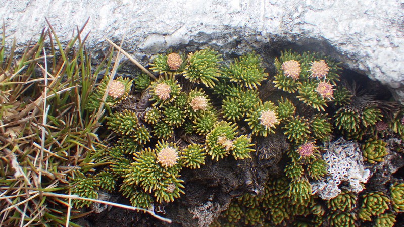 Leptinella goyenii photo 8