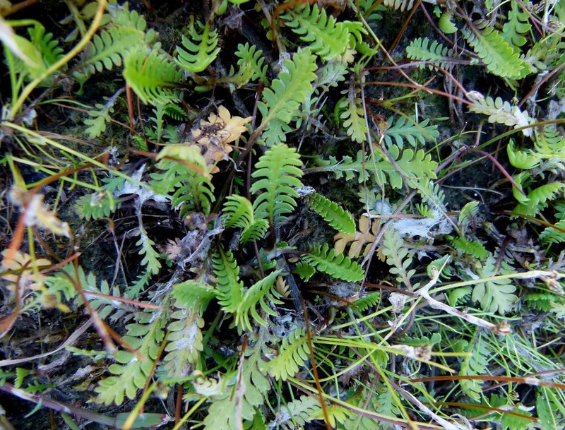 Leptinella intermedia